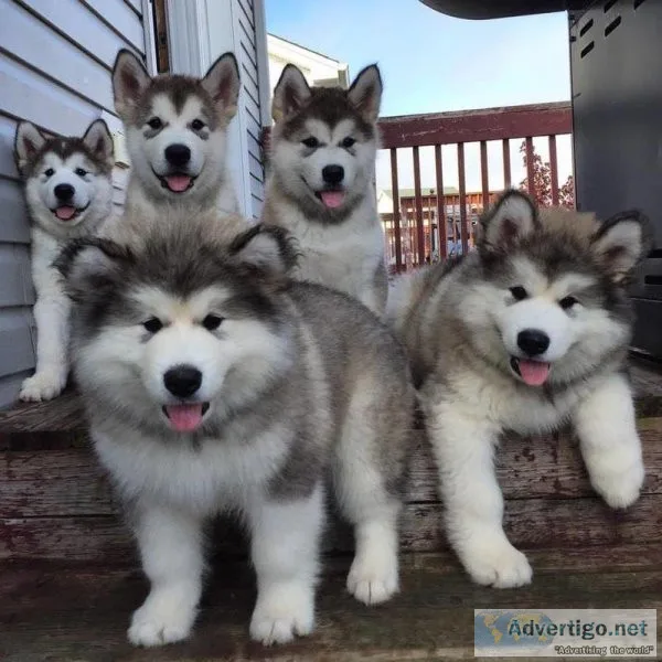 Alaskan malamute pups