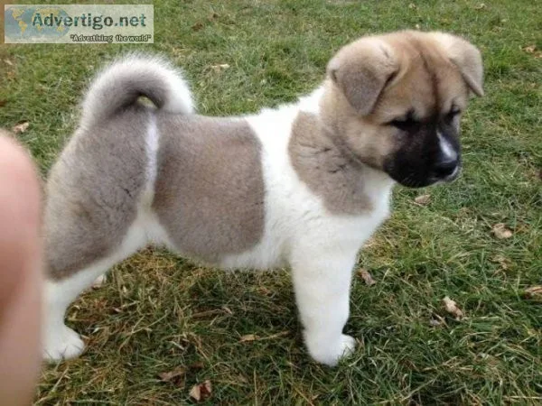 Akita Pups