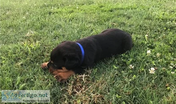 Male and female Rottweiler Puppies for Sale
