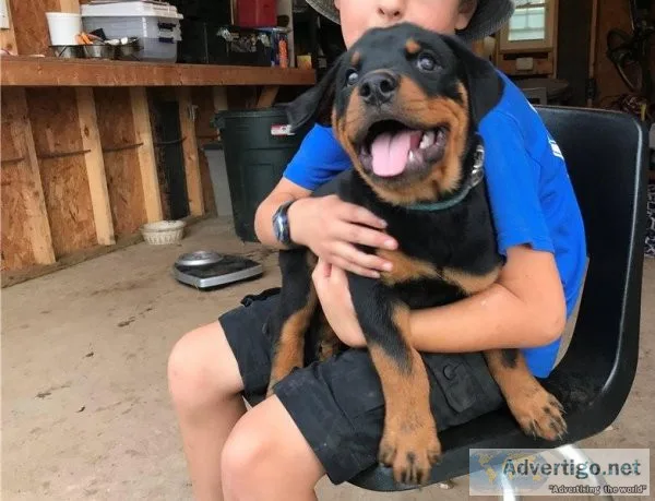 Lovely Rottweiler Puppies for Sale