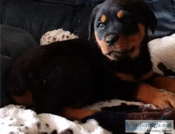Lovable Rottweiler Puppies for Adoption