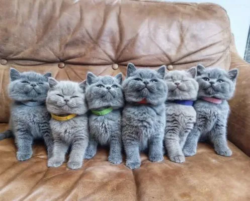 Affectionate BSH Kittens Call now 2605170367