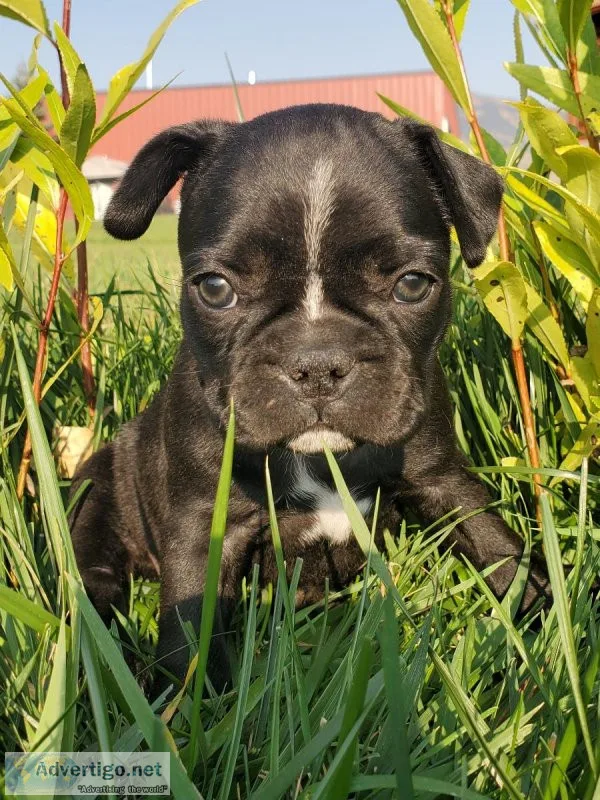 Frenchtons Available Now