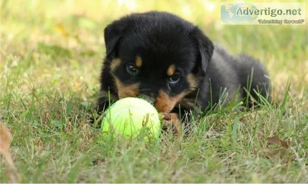 Rottweiler Puppies Available