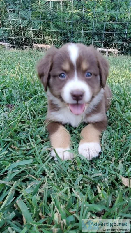 9 aussiedoodle puppies
