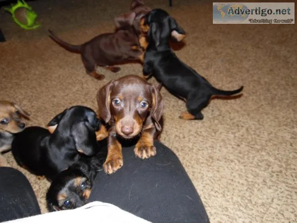 Miniature dachshund puppies