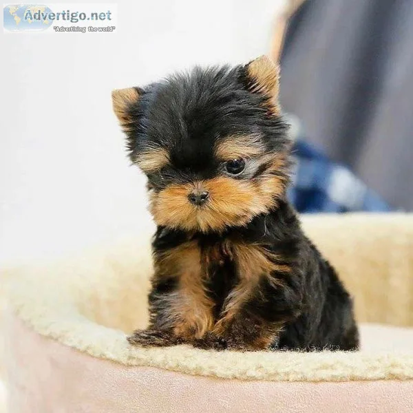 cute yorkie for sale