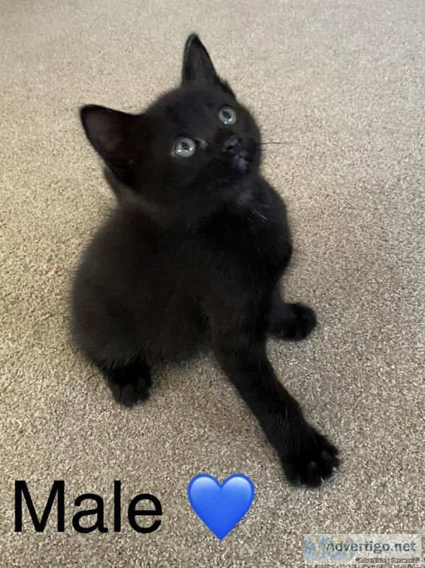 KITTENS