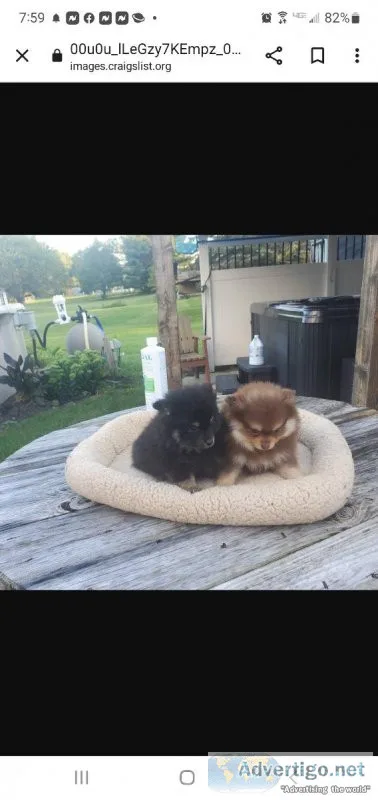 Pomeranian  puppies for sale