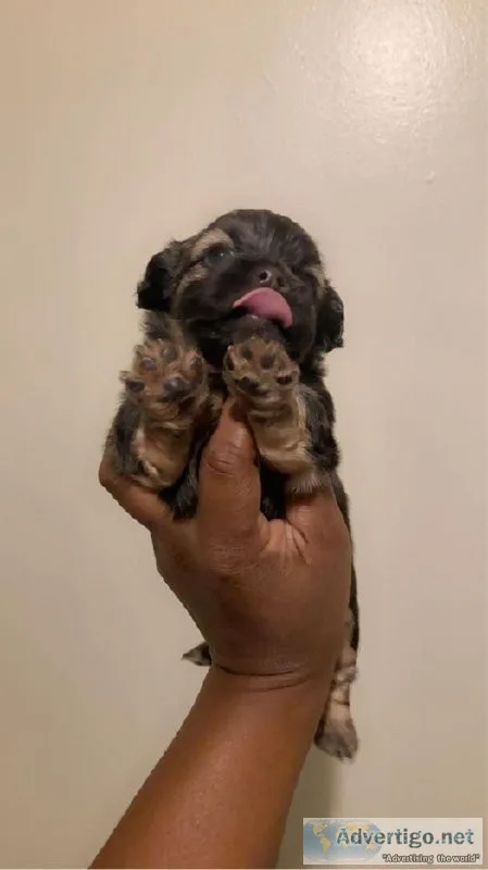 Shorkiepoos