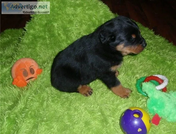 Loving Rottweiler Puppies for Sale