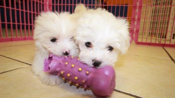 Teacup Maltese Puppies