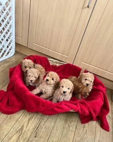 Reg toy poodle Tcup 3lbs