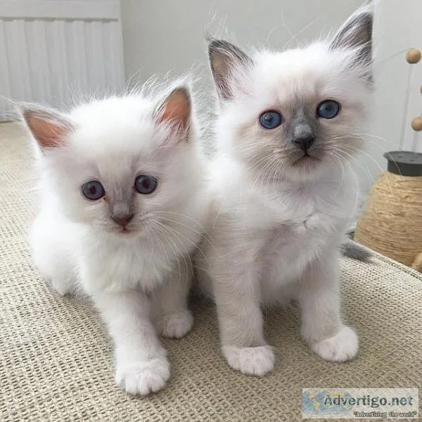Buy Female Birman Kittens