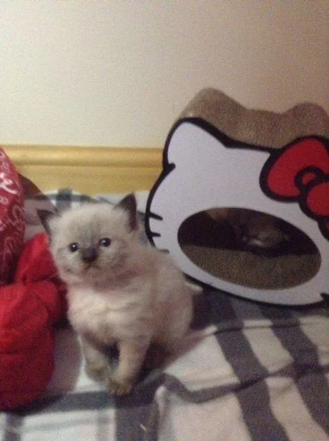 This Ragdoll kittens asap