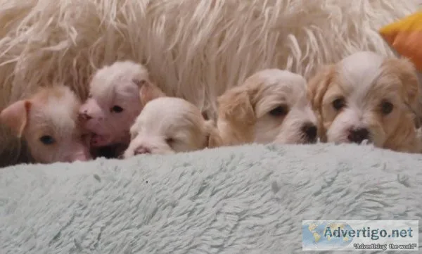 Chinese Crested Puppies Hairless