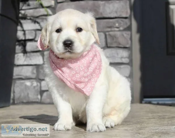 Our lovely golden retriever