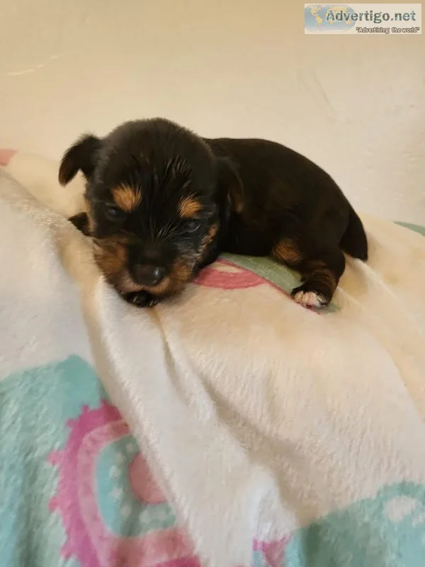 Yorkie puppies