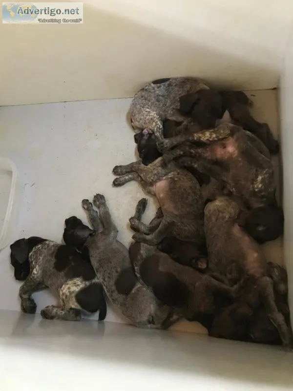 AKC German Shorthaired Pointer Puppies