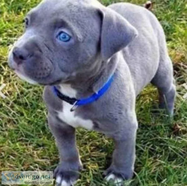 Top Quality Pit bull Puppies Call now 6789297019