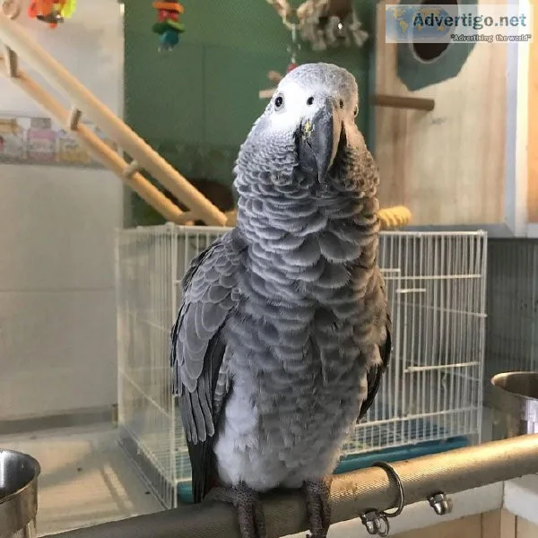 African grey