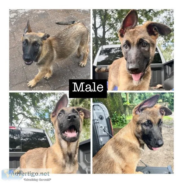 German Shepherds Belgiums PUPPIES