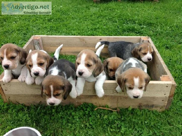 AKC Registered Beagle Puppies