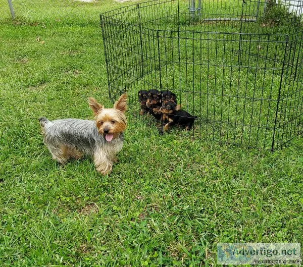 AKC Registered Yorkie puppies
