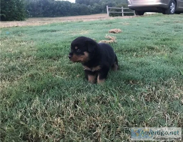 Wonderful Rottweiler Puppies for Adoption