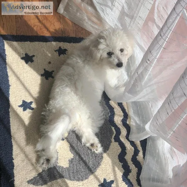 Bichon Frise Pups
