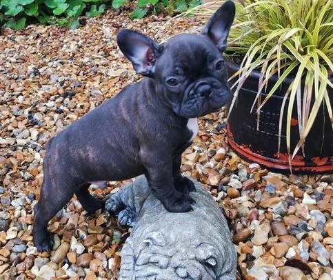 Gorgeous French Bulldog puppies.