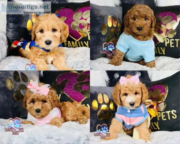 Mini Goldendoodle Puppies