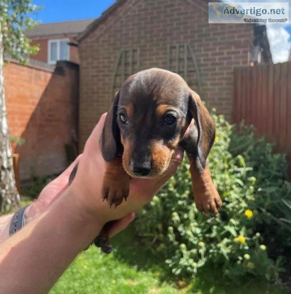 ntjry  Dachshund puppies for sale