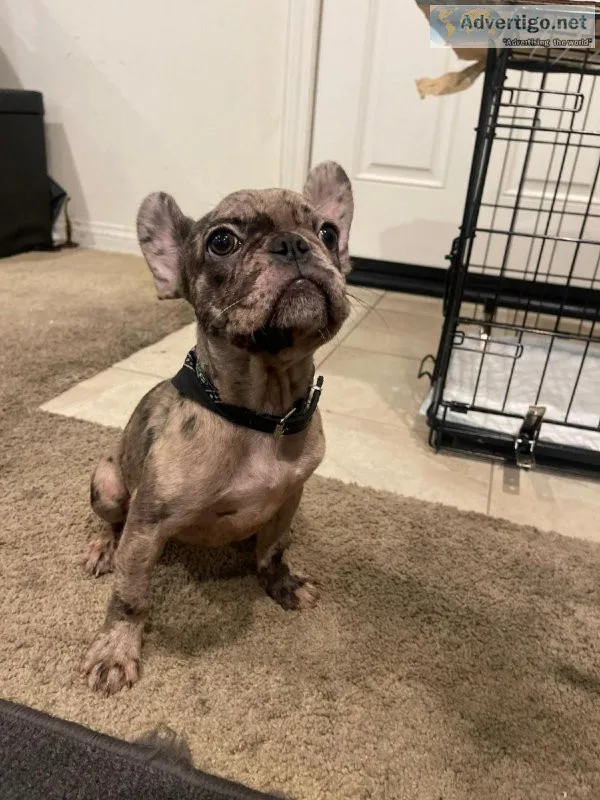 female french bulldog