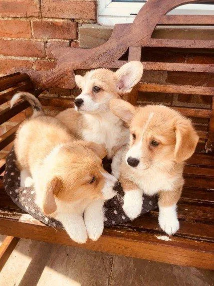 Pembroke Welsh Corgis energetic puppies.