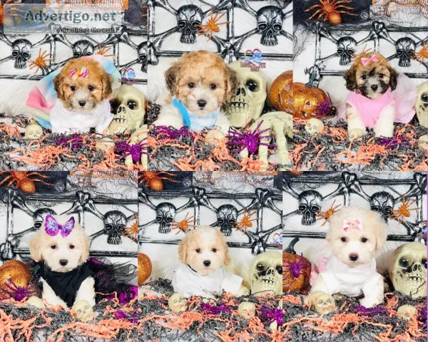 Teddypoo Puppies