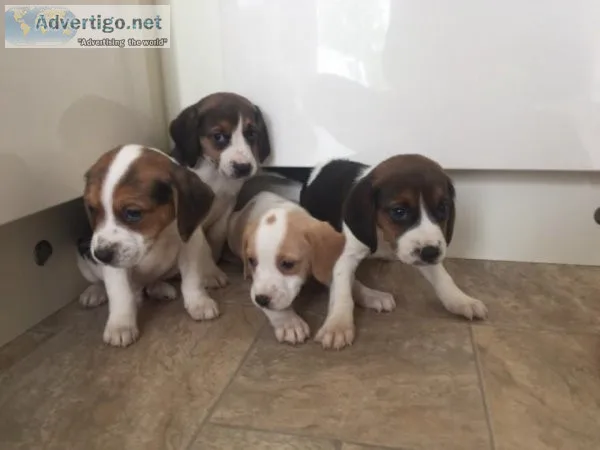 Gorgeous Beagle pups for sale.