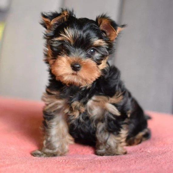 Pedigree Yorkshire Terrier Puppies.