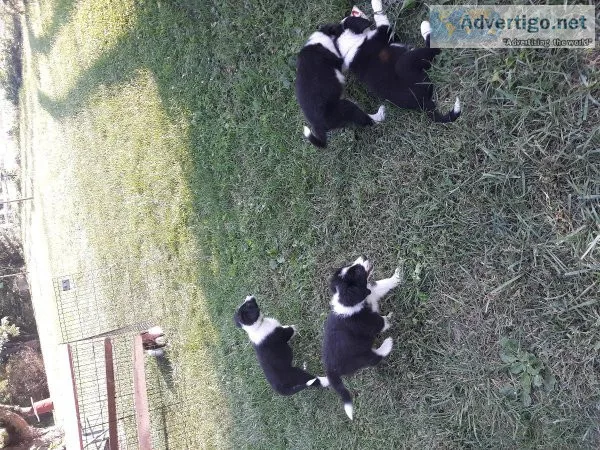 English shepherd puppies
