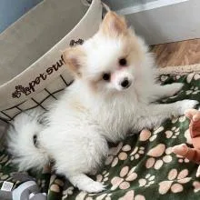 A beautiful Dogs and pets available for sell.