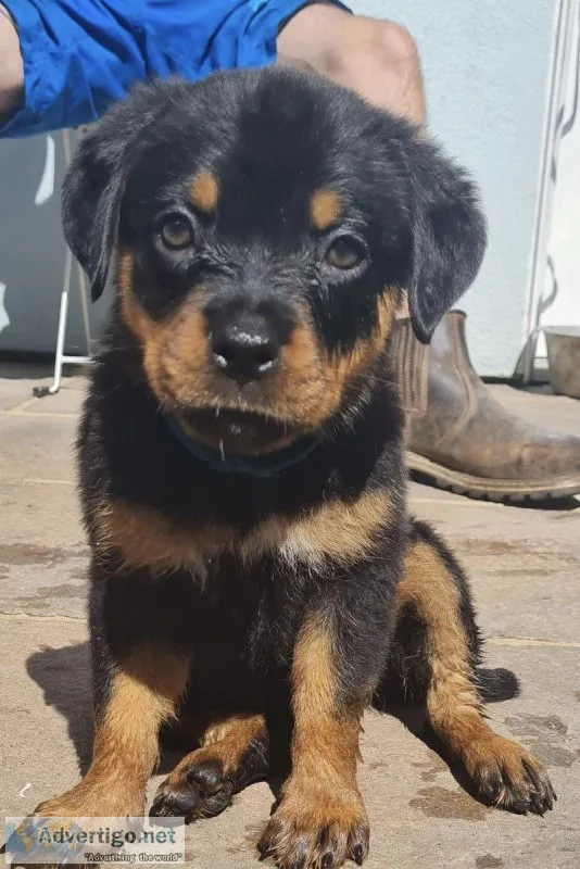 Ray Rottweiler Puppies (R.R.P).