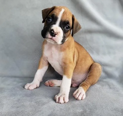 Registered Boxer Puppies.