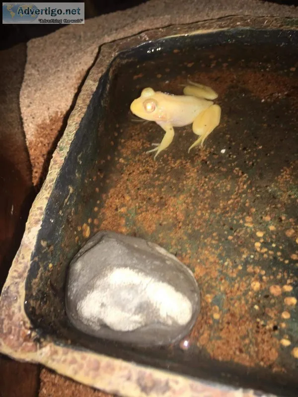 Albino bullfrog needs new home (rehoming fee included)