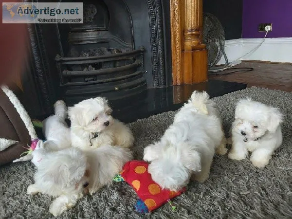 Christmas Maltese Babies for you.