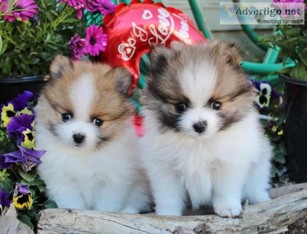 Pomeranian is a very inquisitive.