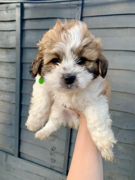 Shihtzu puppies for sale