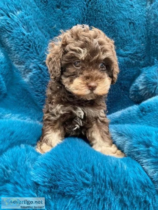 Maltipoo Puppies