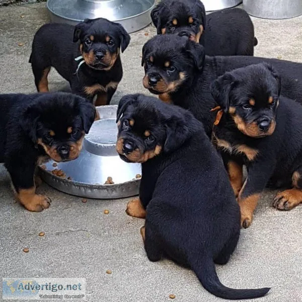 outstanding Rottweiler puppies ready for their new and forever l
