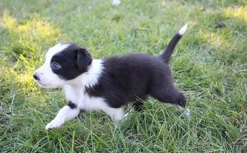 1 male and 1 female Border Collie pups.