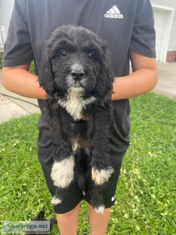 Golden Doodle